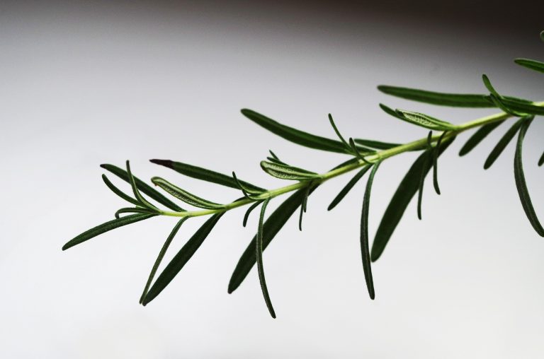 rosemary-1049442_1920