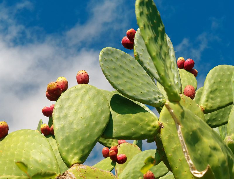 epivyzivacz-nopal-opuncie-opuntia-ficus-indica-02042025